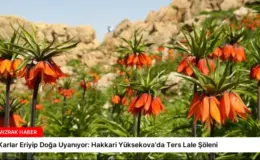 Karlar Eriyip Doğa Uyanıyor: Hakkari Yüksekova’da Ters Lale Şöleni