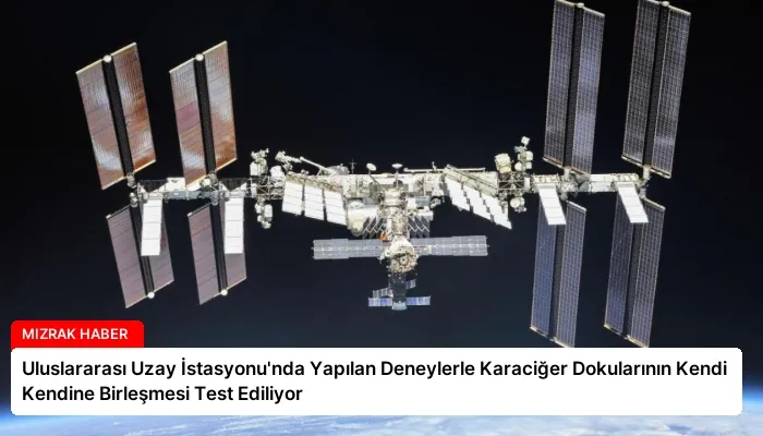 Uluslararası Uzay İstasyonu’nda Yapılan Deneylerle Karaciğer Dokularının Kendi Kendine Birleşmesi Test Ediliyor
