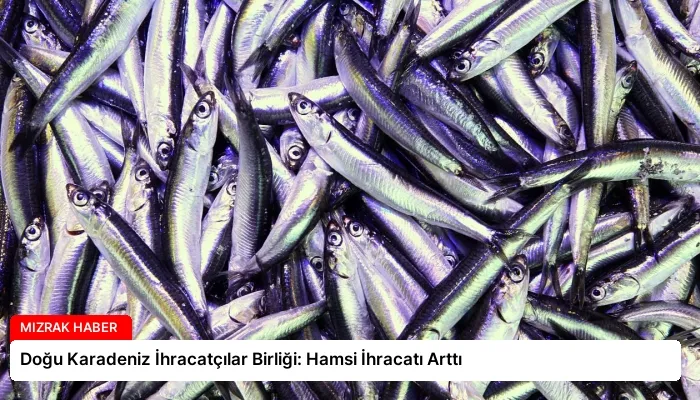 Doğu Karadeniz İhracatçılar Birliği: Hamsi İhracatı Arttı