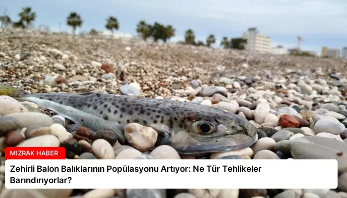 Zehirli Balon Balıklarının Popülasyonu Artıyor: Ne Tür Tehlikeler Barındırıyorlar?