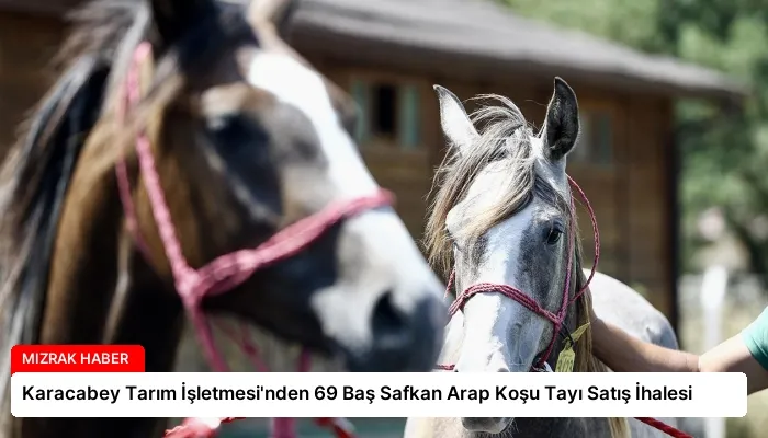 Karacabey Tarım İşletmesi’nden 69 Baş Safkan Arap Koşu Tayı Satış İhalesi