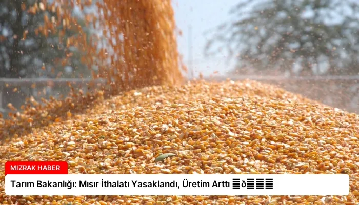 Tarım Bakanlığı: Mısır İthalatı Yasaklandı, Üretim Arttı ⏬👇