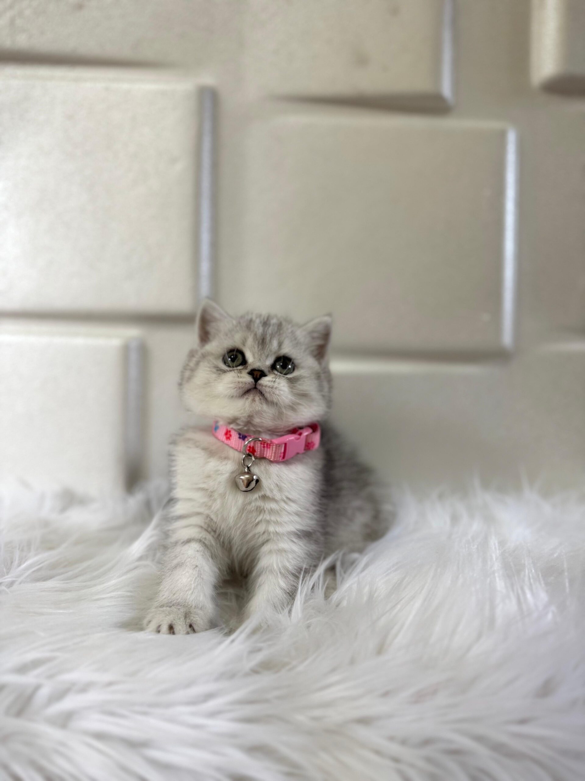 Sessiz ve Zarif Ev Arkadaşınız British Shorthair