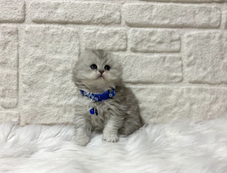 Kedi Sahiplendirme ve Yavru Kedi Sahiplendirme İlanları