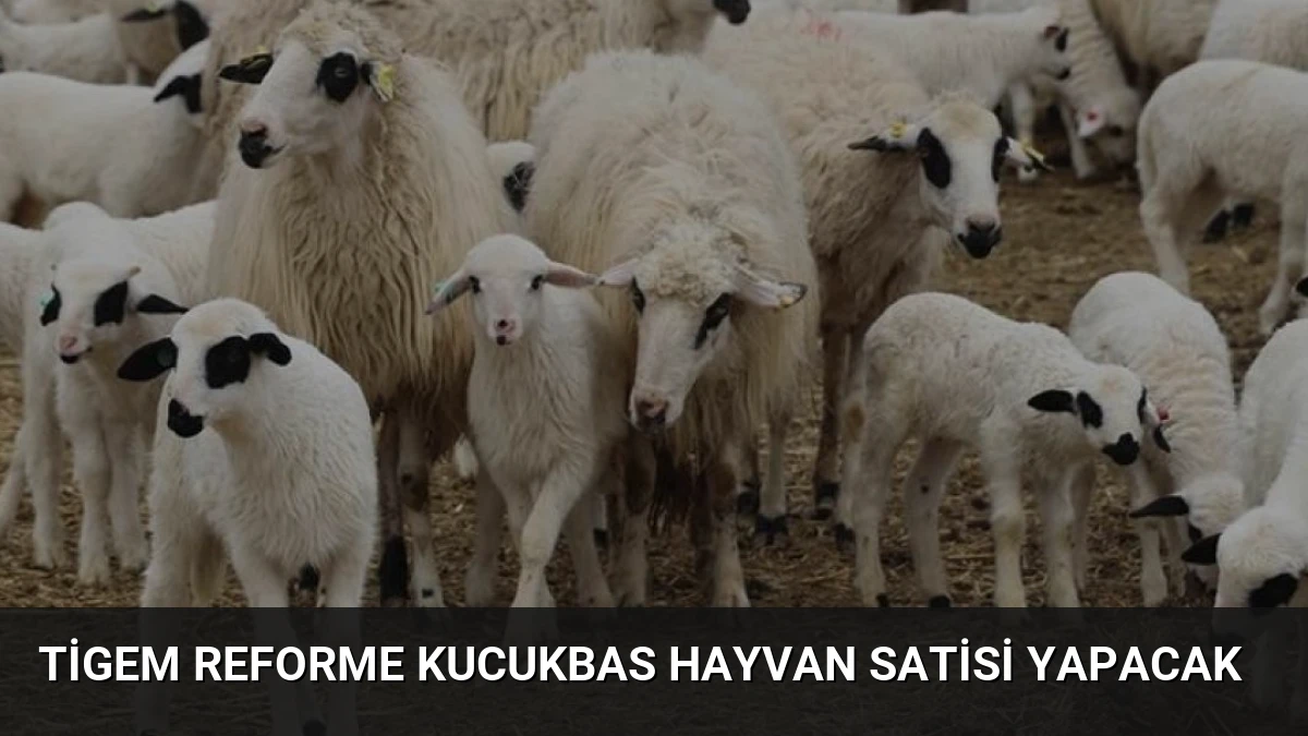 Tigem Reforme Kucukbas Hayvan Satisi Yapacak