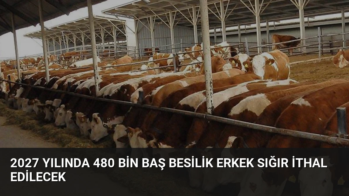 2027 Yılında 480 Bin Baş Besilik Erkek Sığır İthal Edilecek