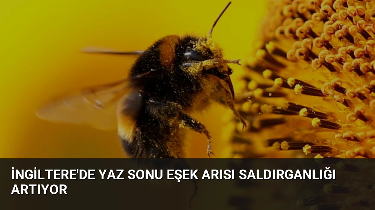 İngiltere’de Yaz Sonu Eşek Arısı Saldırganlığı Artıyor