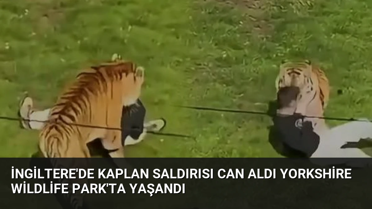 İngiltere’de Kaplan Saldırısı Can Aldı Yorkshire Wildlife Park’ta Yaşandı