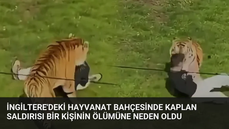 İngiltere’deki Hayvanat Bahçesinde Kaplan Saldırısı Bir Kişinin Ölümüne Neden Oldu