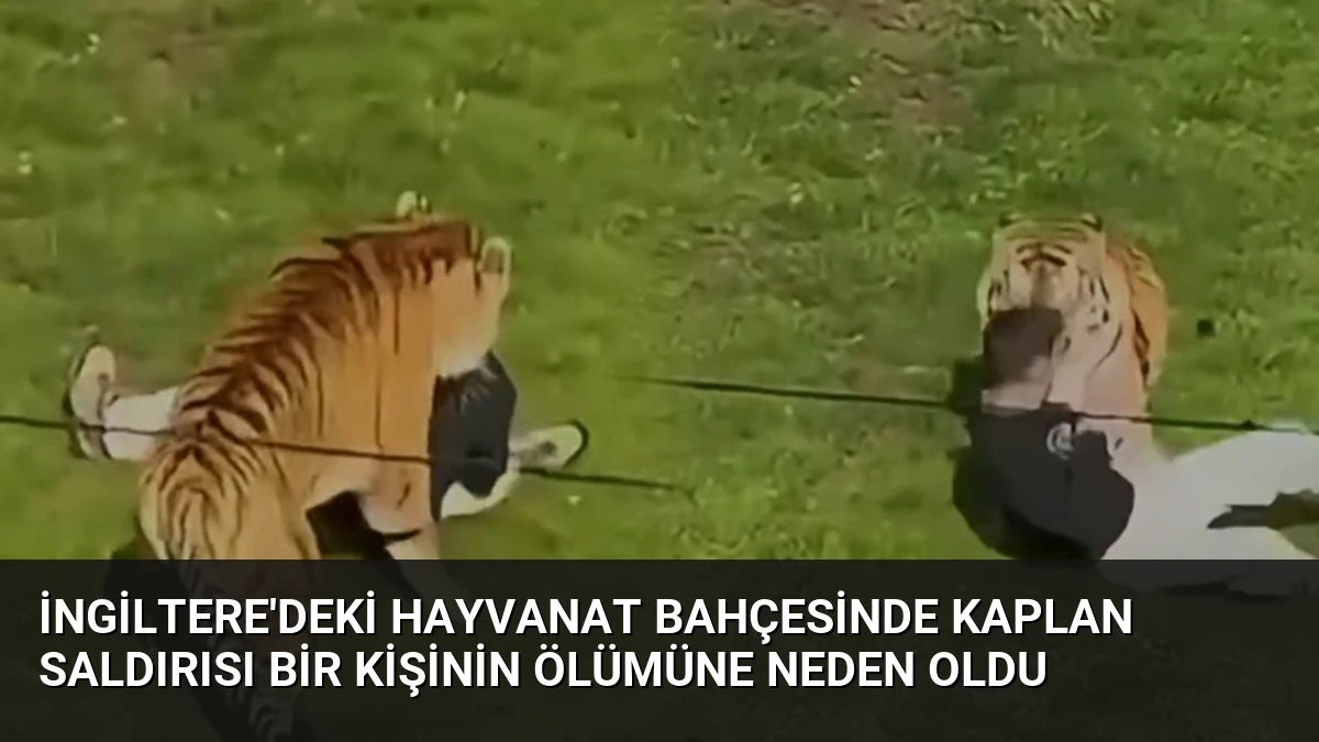 İngiltere’deki Hayvanat Bahçesinde Kaplan Saldırısı Bir Kişinin Ölümüne Neden Oldu